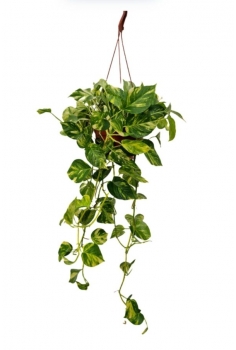 POTHOS GOLDEN COLGADOR...