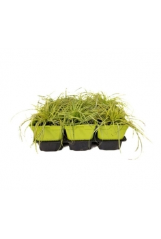CAREX OSHIMENSIS (evergold)...