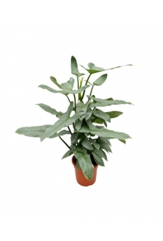 PHILODENDRON HASTATUM GREY...