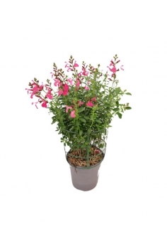 SALVIA GREGGII ROSA 2.5L...