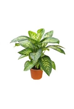 TROPIC REVA C-21 (alt:...