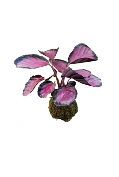 KOKEDAMA CALATHEA...