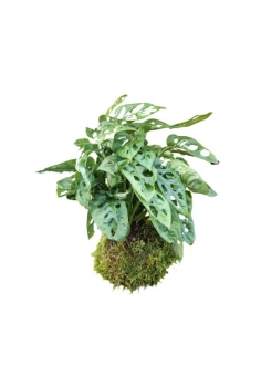 KOKEDAMA MONSTERA MONKEY...