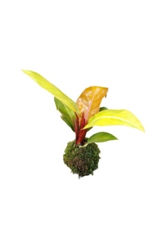 KOKEDAMA PHIL.AUTUMN (diam:...