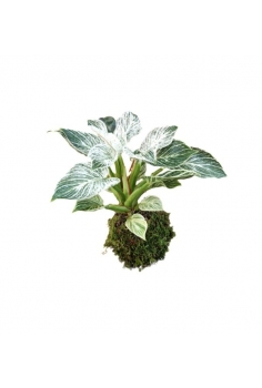 KOKEDAMA PHIL.BIRKIN (diam:...