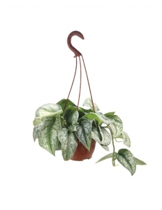 POTHOS PICTUM BIGGER C-15...