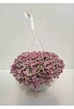 CALLISIA ROSATO EXTRA C-22...