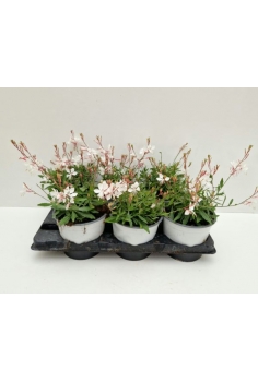 GAURA BLANCA 2L (alt: 30cm)...