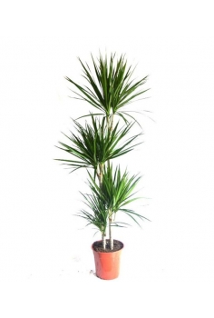DRACENA MARGINATA C-22 / 4...