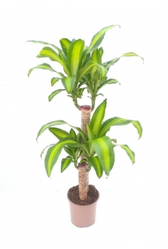 MASSANGEANA C-17 / 2...