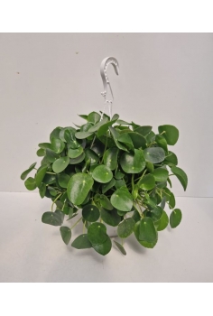 PILEA PEPEROMIOIDES EXTRA...