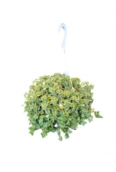 SEDUM SUCULENTO EXTRA...