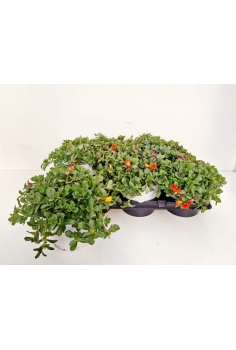 VERDULAGA EXTRA MIX C-15