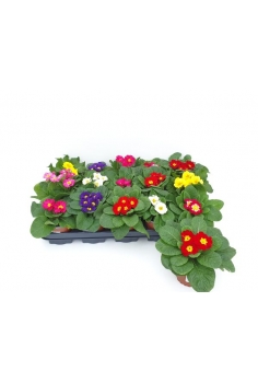 PRIMULA ACAULIS...