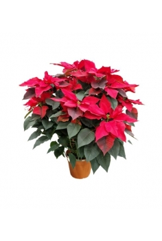 POINSETTIA 6L (altura: 80cm...