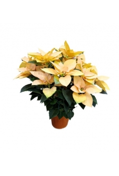 POINSETTIA AUTURS SIST...