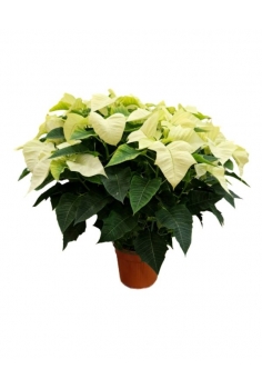 POINSETTIA AUTUMN 6L...