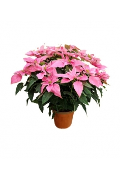 POINSETTIA PRINCETTIA 6L...