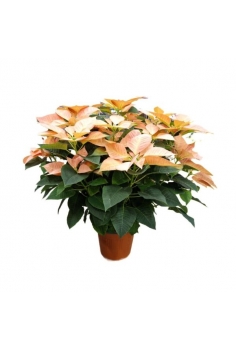POINSETTIA PEACH 6L...