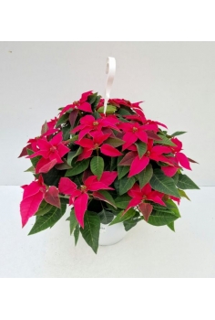 POINSETTIA PRINCETTIA...