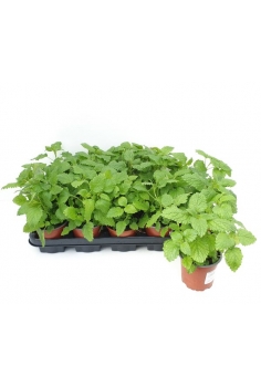 MELISSA OFFICINALIS C-11...