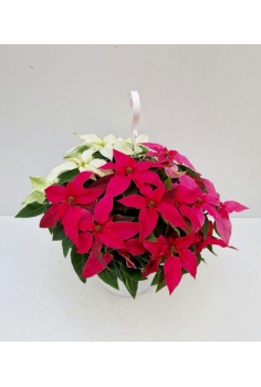 POINSETTIA PRINCETTIA...