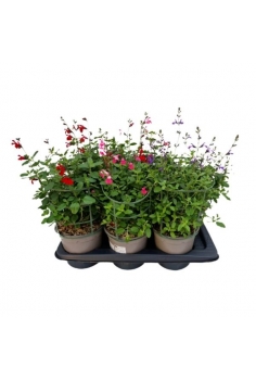 SALVIA GREGGII MIX 2.5L...