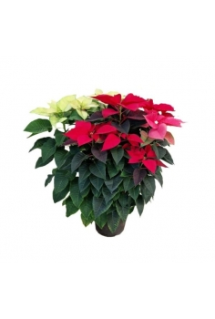 POINSETTIA TRICOLOR 7.5L...