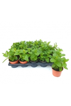 MENTA HIERBA BUENA C-11...