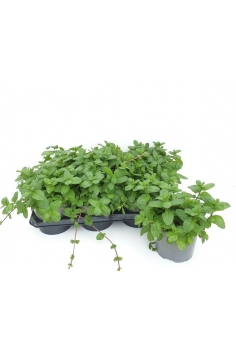 MENTA HIERBA BUENA C-16...