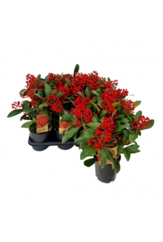 SKIMMIA JAPÓNICA PASSION...