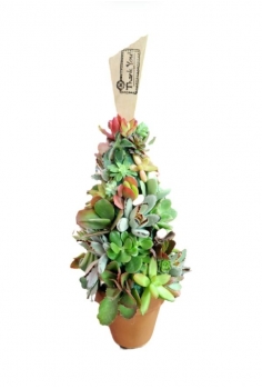 ÁRBOL CRASSULAS NADAL...