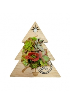 ÁRBOL MADERA + CRASSULAS...
