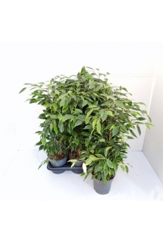 FICUS ANASTASIA C-17 (alt:...