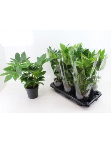 ARALIA C-15 (alt: 35cm)...