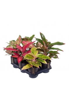 AGLAONEMA RED MIX C-12...