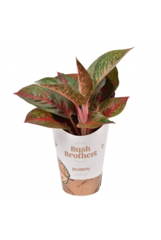 AGLAONEMA DARK STAR C-12...