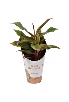 AGLAONEMA LIGHT STAR C-12...