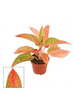 AGLAONEMA PRESTIGE C-9...