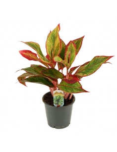 AGLAONEMA RED FIRE C-12...