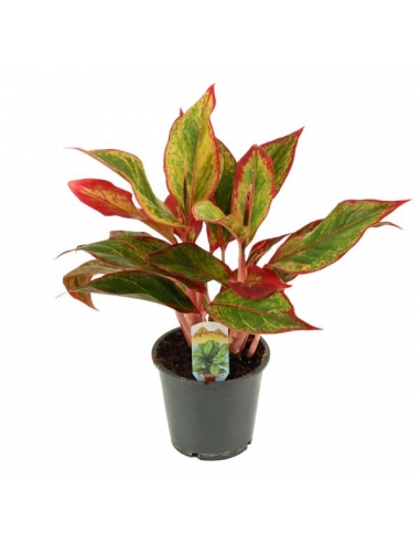 AGLAONEMA RED FIRE C-12 (alt: 35cm)