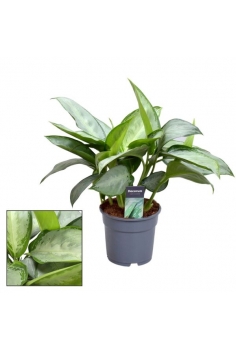 AGLAONEMA SILVER C-17 (alt:...