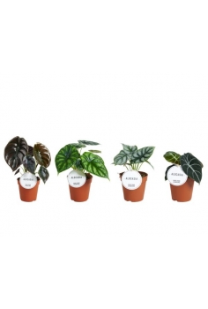 ALOCASIA EXOTIC C-12 (alt:...