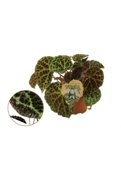 BEGONIA FEROX REX EXOTIC...