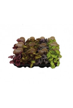 BEGONIA REX MIX C-8.5 (alt:...