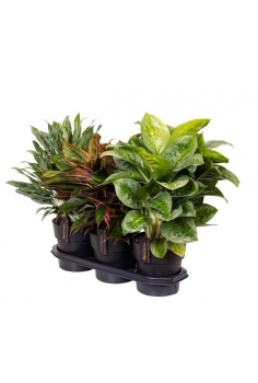 AGLAONEMA EXOTIC MIX C-19...
