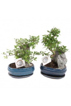 BONSAI MIX + PIEDRA C-21...