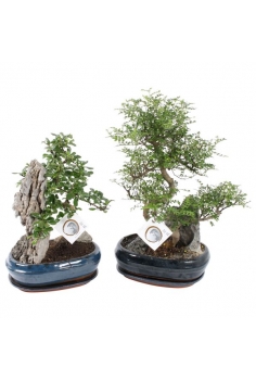 BONSAI MIX + PIEDRA C-26...
