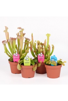 CARNIVORA MIX C-12 (alt:...