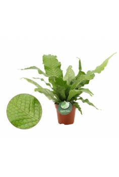 CROCODYLLUS MICROSORUM C-12...